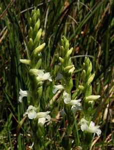 Summer Lady's-tresses - Spiranthes aestivalis © Teresa Farino